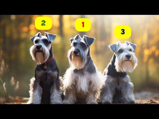 SCHNAUZER TYPES - 5 TYPES OF SCHNAUZERS
