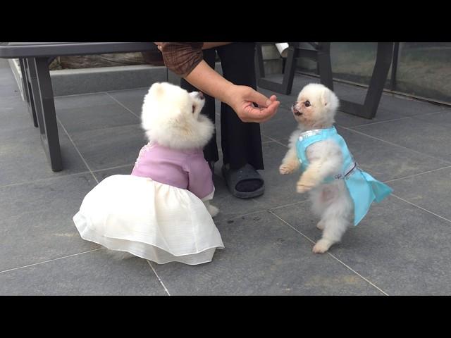 Are You Pongki's Baby Brother? Spending the Holidays with my Family! What K-Puppies Do on Chuseok