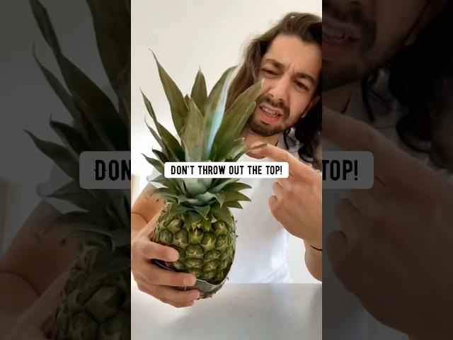 How to grow pineapples using a store-bought pineapple!  creative explained