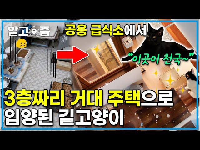 3층 집 전체가 고양이를 위한 공간? 공용 급식소 생활 청산하고 3층짜리 주택에 입양된 길고양이의 새로운 새집 적응기┃고양이를 부탁해┃알고e즘