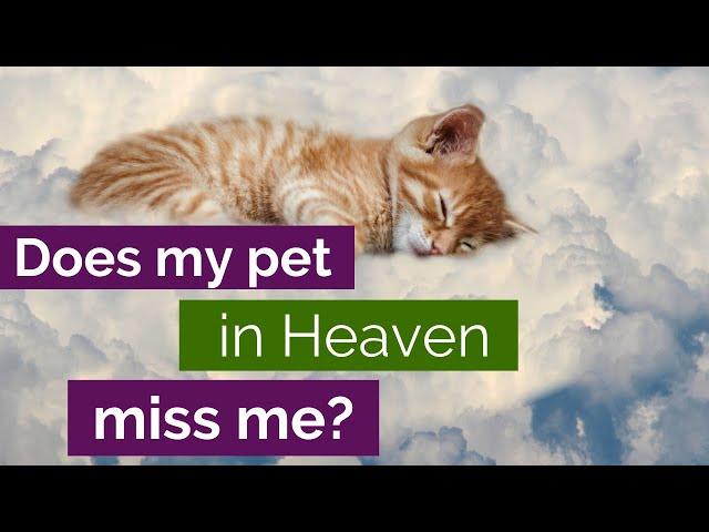 Animals in the Afterlife: Does my pet miss me? Animal Communicator Explains Pet Heaven