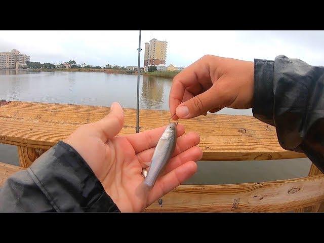 Fishing a New Pier with Bull Minnows