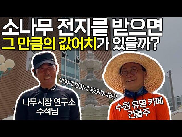 전지 이유, 향후 관리 방향. 모두 가르쳐드리고 왔습니다! (수원 카페 소나무 전지 2)