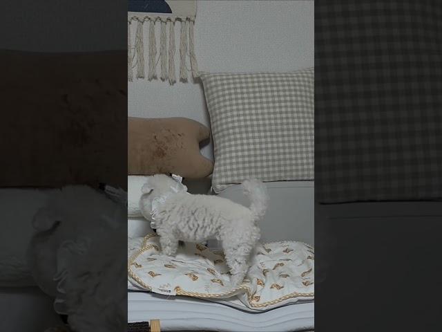 왜 화를내?? #강아지 #뭉치 #김뭉치 #댕댕이 #cute #cutedog #강아지산책 #pets #미니비숑 #강아지일상 #강아지 #멈머