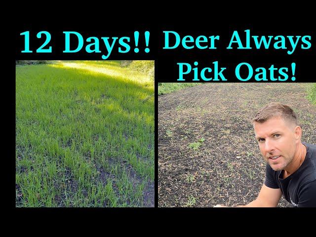 Oats Food Plot Update | Bucks #1 Fall Food Plot | Deer Can't Resist!