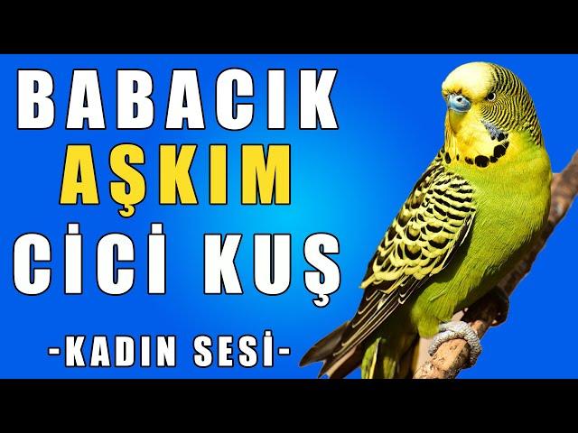 Babacık Aşkım Cicikuş Ses Kaydı - Muhabbet Kuşu Konuşturma Egzersizi