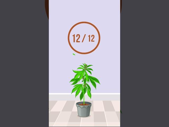 Cannabis Light Cycles