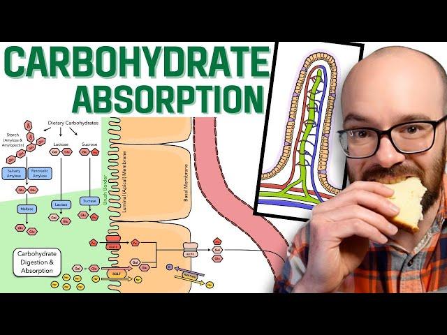 Carbohydrate Absorption