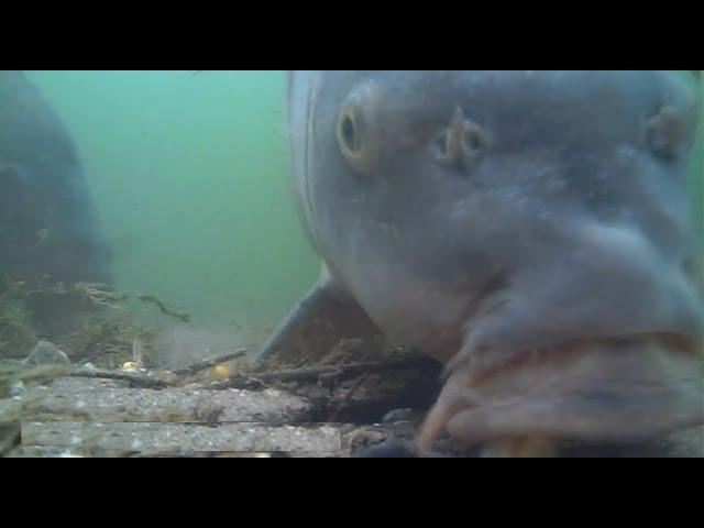 Amazing close-up footage: carp taking bait underwater