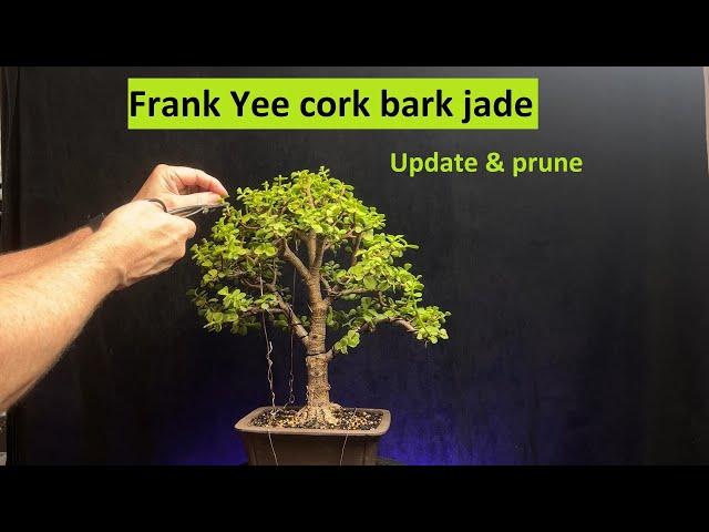 Frank Yee cork bark jade update and prune /portulacaria afra #bonsai #bonsaitree #elephantbush