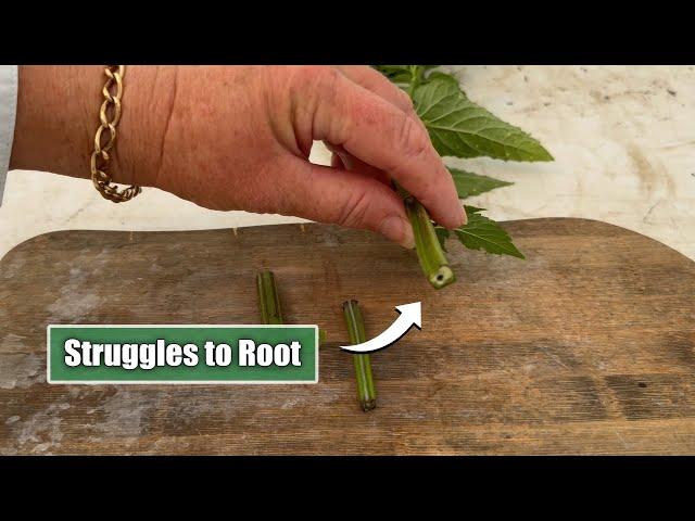 Tricky Perennials To Propagate | Salvia, Verbena, Lamium etc Plants With Hollow Stems