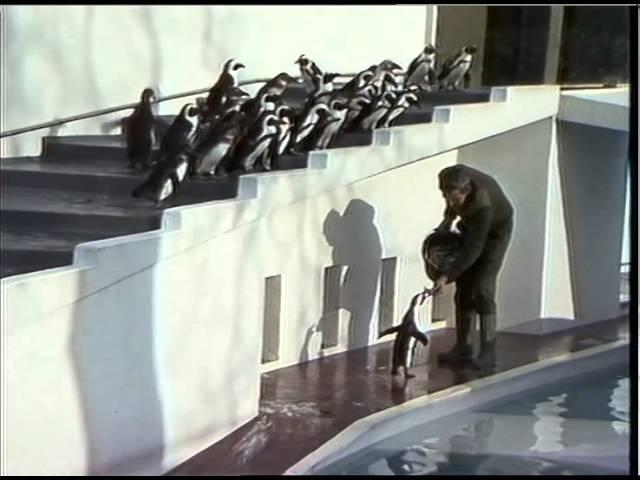 ZOOS : london : Penguins