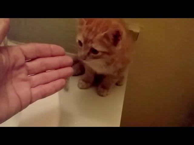 How to wash a Kitten without making it to scared