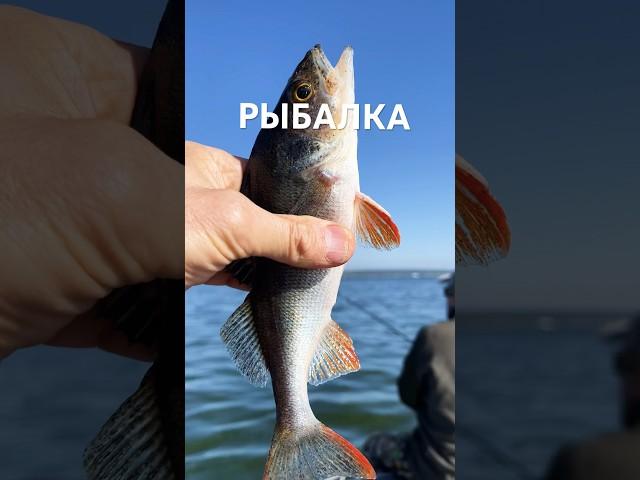 Рыбалка на окуня. Ловим на спиннинг золотую рыбу #tour #fish #fishing #окунь #туризм #рыба