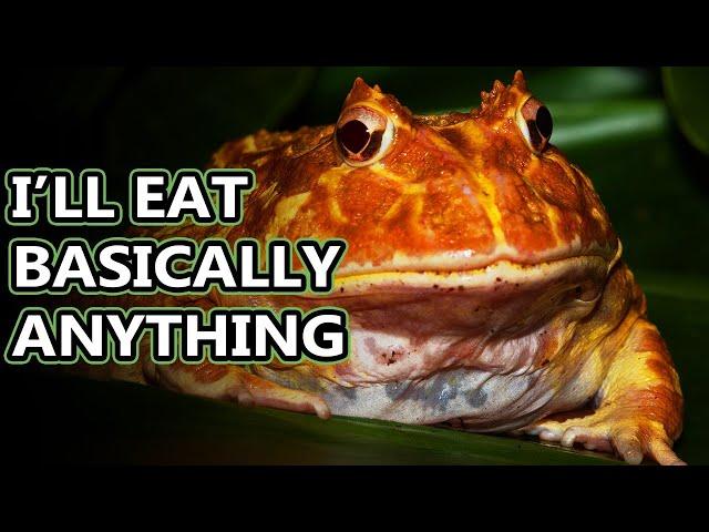 Pacman Frog facts: amphibians with a big bite | Animal Fact Files