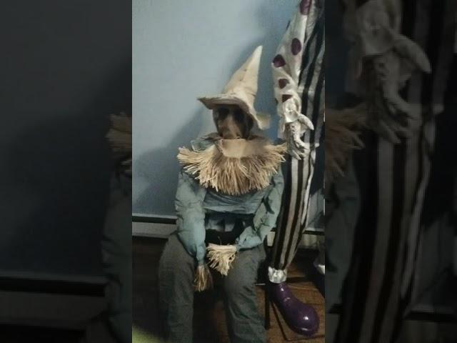 Spirit Halloween  sitting scarecrow animatronic demo (2021 MODEL)