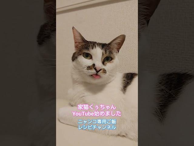 #くぅちゃんクッキング#炊飯器#簡単#猫ご飯#手作り猫ご飯#野良猫#猫#保護猫#ペット#犬#らーめん#ねこ屋食堂#味噌ラーメン#喜多方ラーメン#炒飯#チャーシュー#餃子#カシスオレンジ#みれい