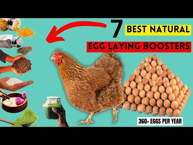 Cure Poor Laying In Chickens For MORE EGGS Using These ORGANIC SUPPLEMENTS | AN EGG PER HEN EVERYDAY