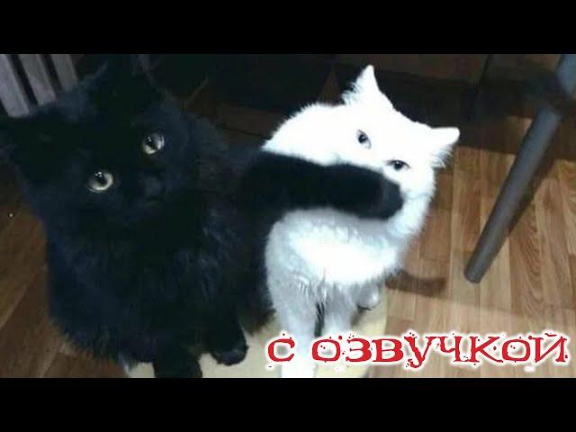 Funny Animal Videos 2023 - Funniest Dogs and Cats Videos #194