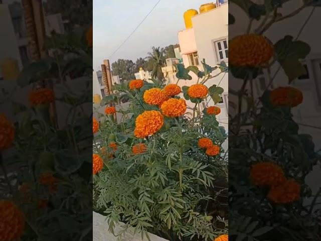 Terrace garden glimpse @SivaniLifeStyle