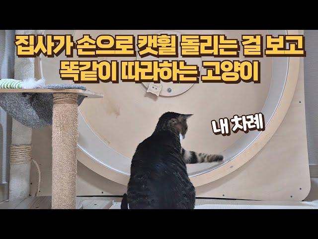 손으로 캣휠 배운 고양이가 집사를 뛰게 하기까지의 과정