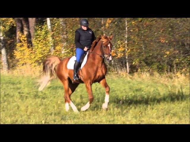 QuickStep Till Salu!