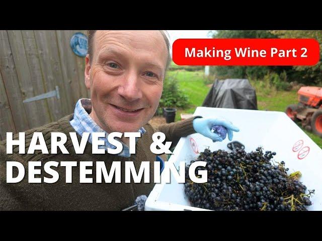 Making Red Wine - Harvest to Destemming.  Part 2 How to make wine