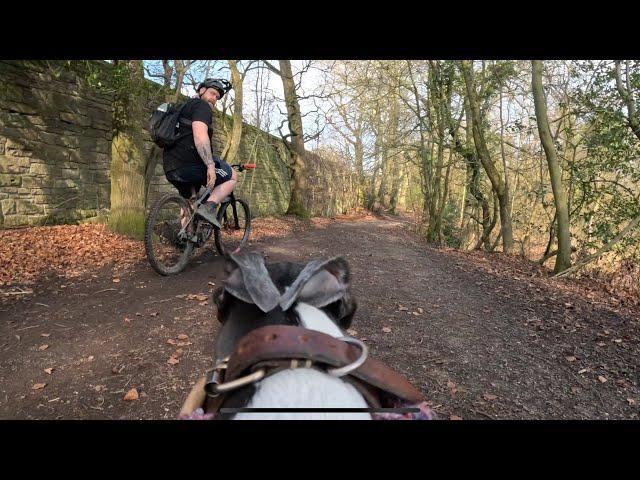 Sunny Sunday ride with big whippet