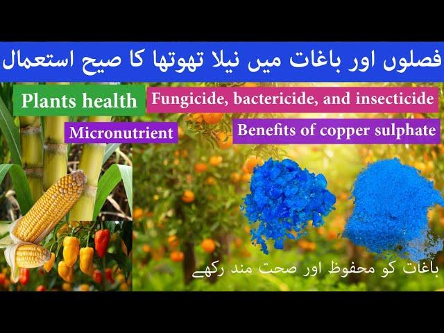 Benefits of copper sulphate in agriculture as a micronutrient, fungicide, bactericide, insecticide