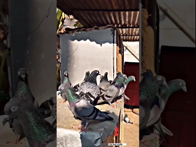 only for kabutar lovers   | its boy sadik | #pigeon #video
