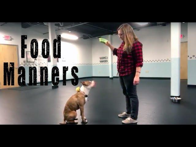 Teach your dog to be CALM around FOOD- Training Tip Tuesday