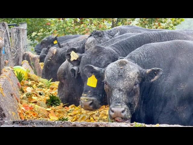 3,500 ABERDEEN ANGUS BEEF CATTLE 