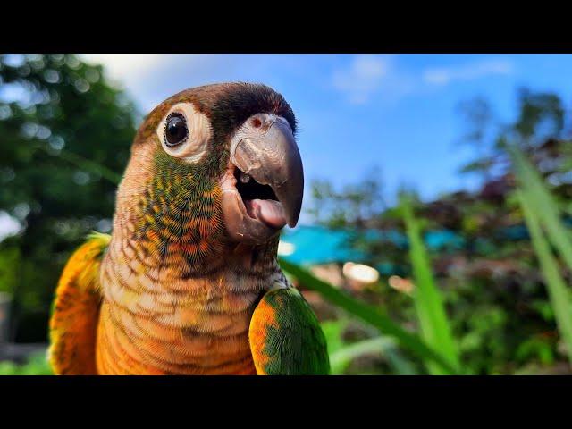 Chirping Conure Bird sounds Green Cheek Conure singing in the morning To day.