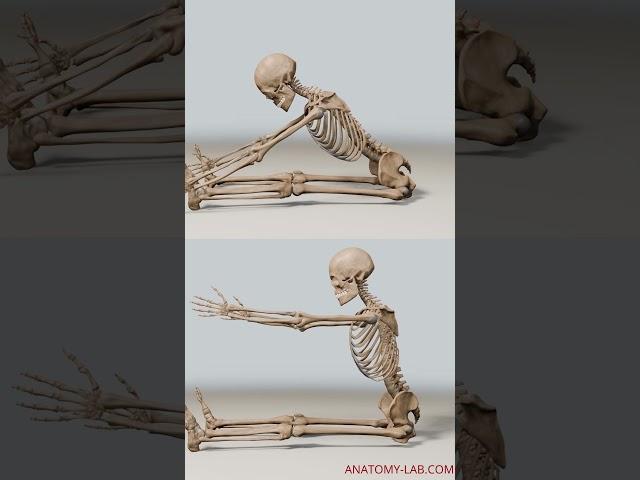 Unlock the Secret to Your Flexibility: Hip Joint Anatomy Explained!