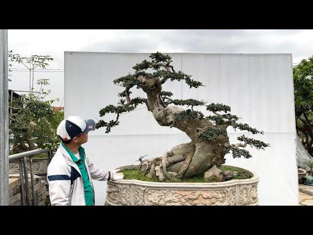 Anh Đại báo giá Duối-Hoa giấy-Sung tới ae chơi cây cảnh bonsai Bshp(Mr Đại 0967828345)