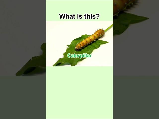 Learn English Everyday