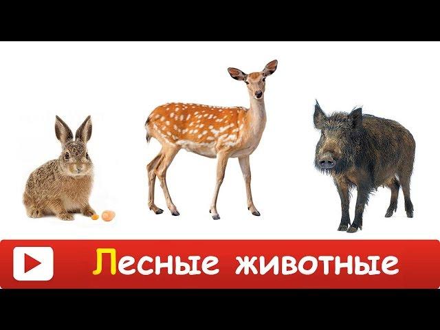 [ ЛЕСНЫЕ ЖИВОТНЫЕ для ДЕТЕЙ ] Развивающий МУЛЬТИК для ДЕТЕЙ - лесные животные. Презентация для детей
