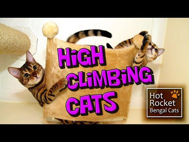 Bengal kittens – high climbing play,  cats get up to mischief!