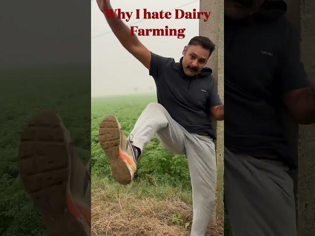 Dairy farming vs vegetable farming