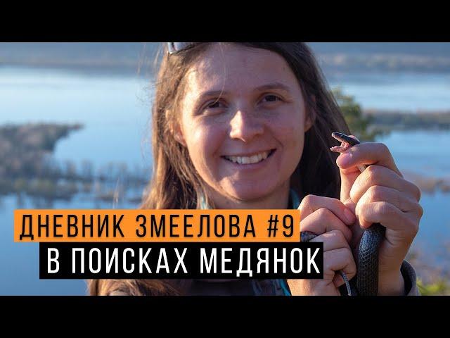 Ловим МЕДЯНОК в Жигулевском заповеднике - Дневник змеелова #9 / Змеелов - ученый