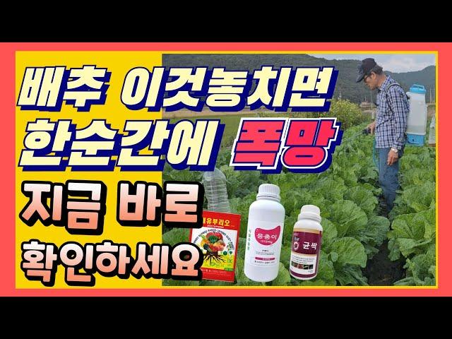 배추 막판에 이것 놓치면 한순간에 폭망 지금바로 살포하세요