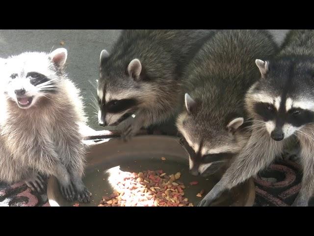 Precious the Raccoon and Her Three Babies Make a Rare Daytime Visit