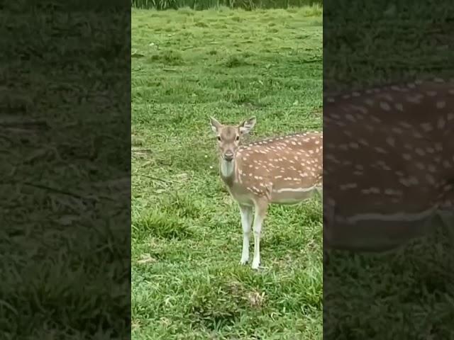 Hewan dan burung langka ini bukan dari hutan asli Nusantara.