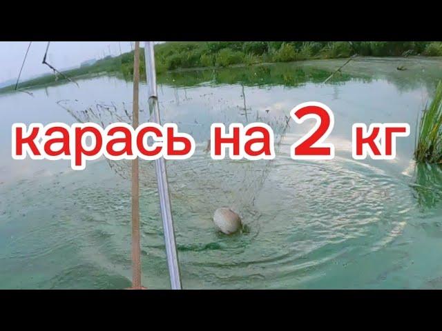 Речка цветёт, но сазанов и карасей я все равно поймал. #fishing #рыбалка #낚시 #рыба