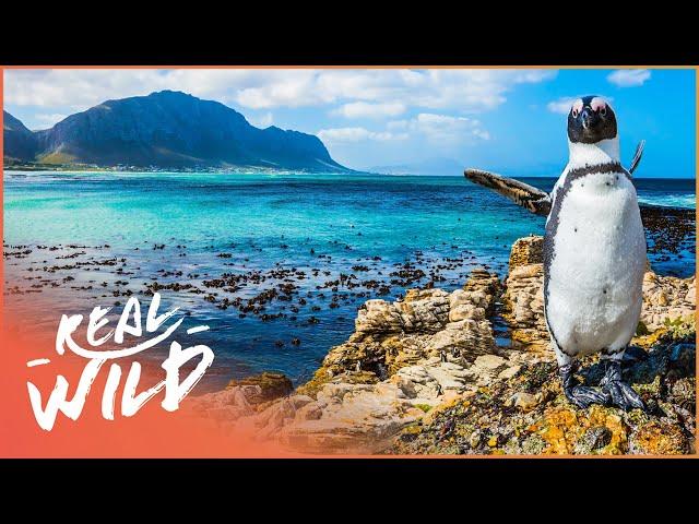 Penguins, Baby Animals, And Majestic Wildlife In South Africa | Wildlife Quest