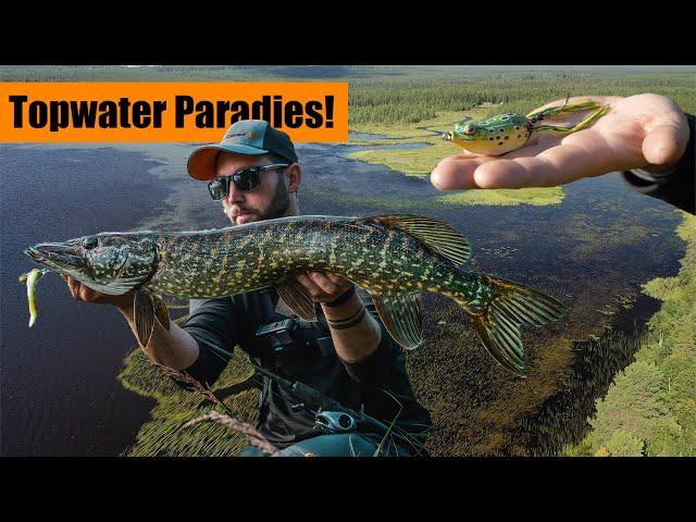 Brutale TOPWATER Attacken! Hechtangeln in Schweden