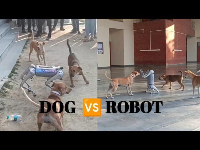 Dog Fighting with Robot  | Dog Vs Robot In IIT Kanpur | #puppies #robotics #techkriti