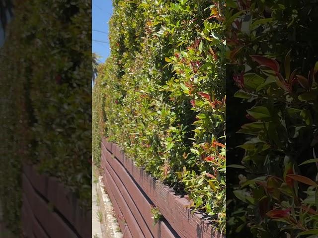 Privacy hedge with edible berries??  Hardy to 30 deg F.￼ #hedges #shorts #landscape #plants #eugenia