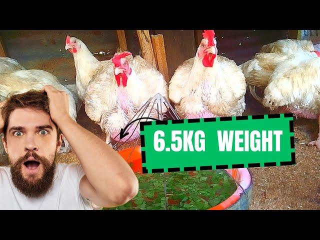 How to Grow broilers chicken fast.