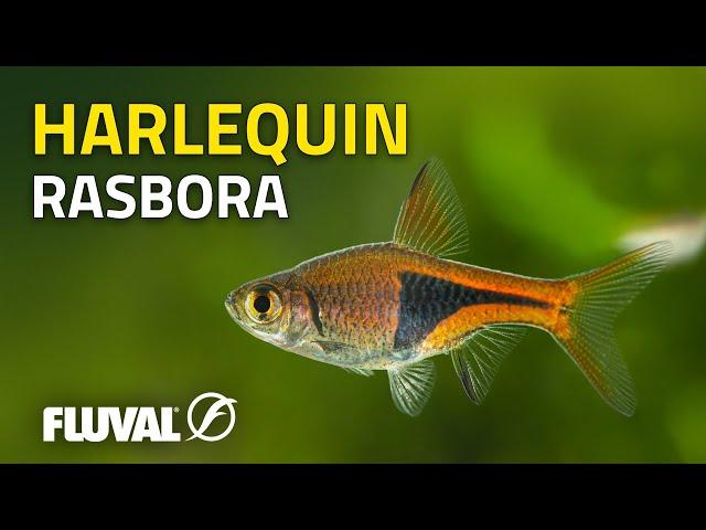 Species Spotlight | Harlequin Rasbora